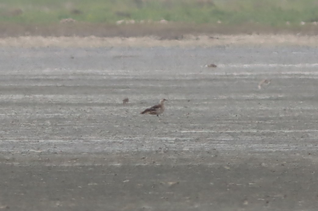 Parasitic Jaeger - ML639764709