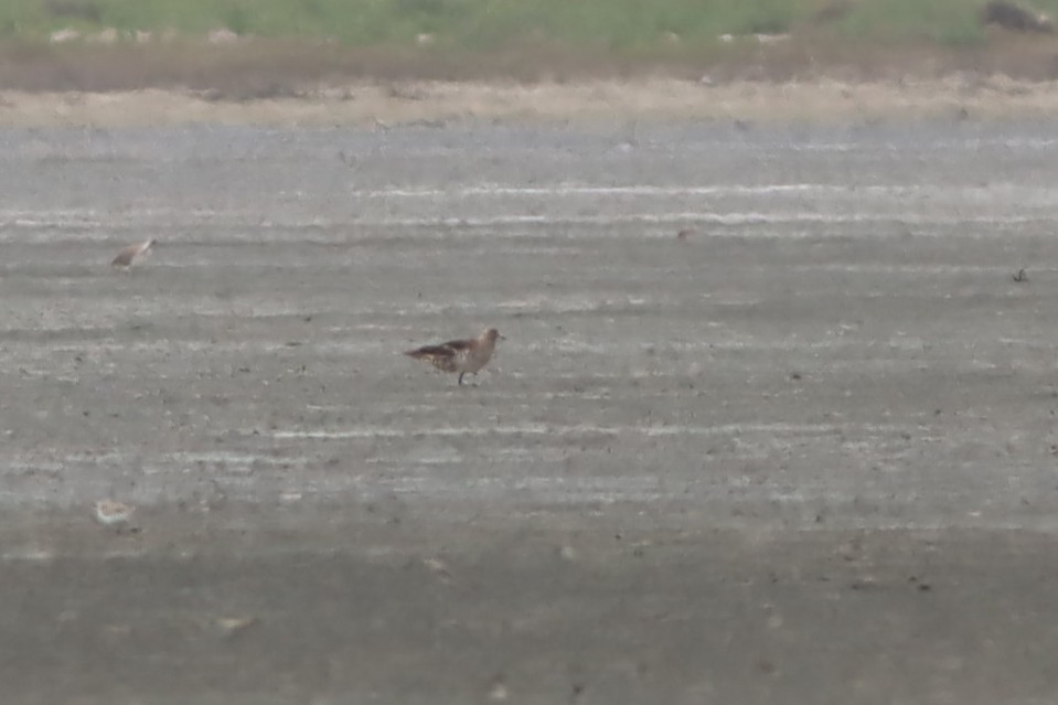 Parasitic Jaeger - ML639764710