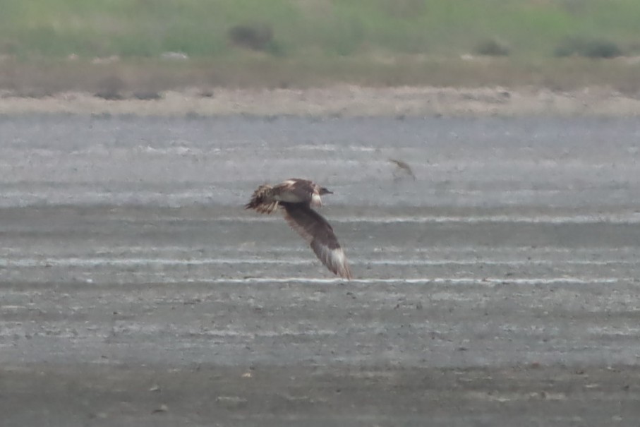 Parasitic Jaeger - ML639764711