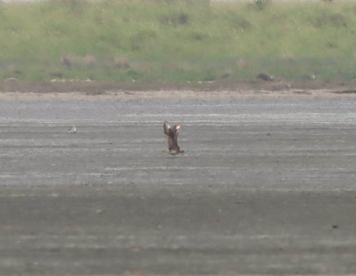 Parasitic Jaeger - ML639764712