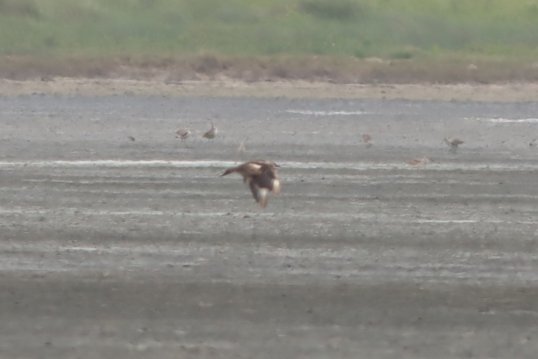 Parasitic Jaeger - ML639764713