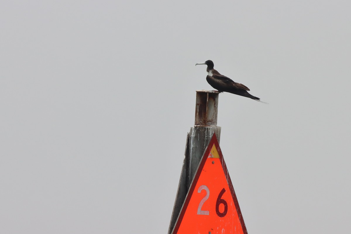 Magnificent Frigatebird - ML639764732