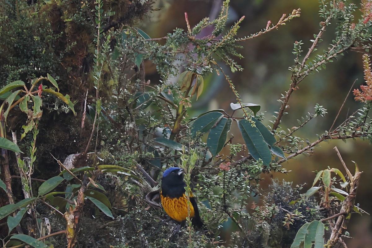 Golden-backed Mountain Tanager - ML639764752