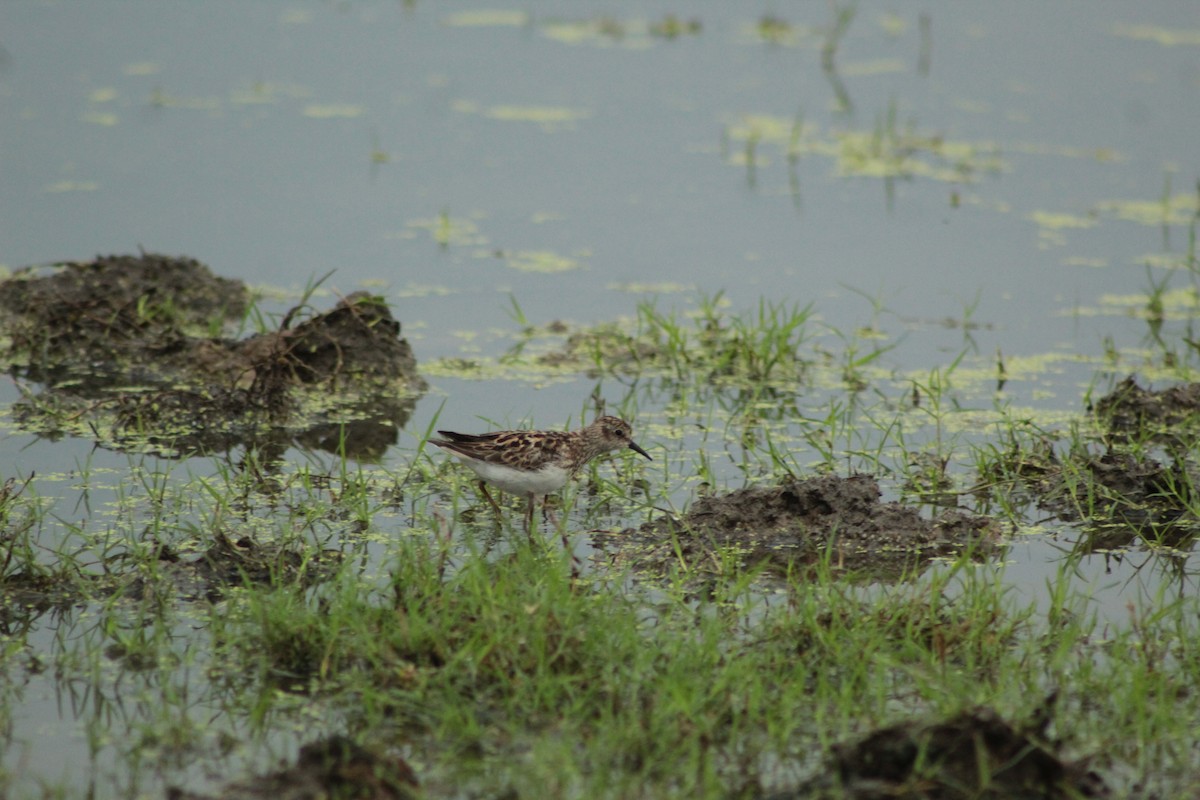 Least Sandpiper - ML639764922