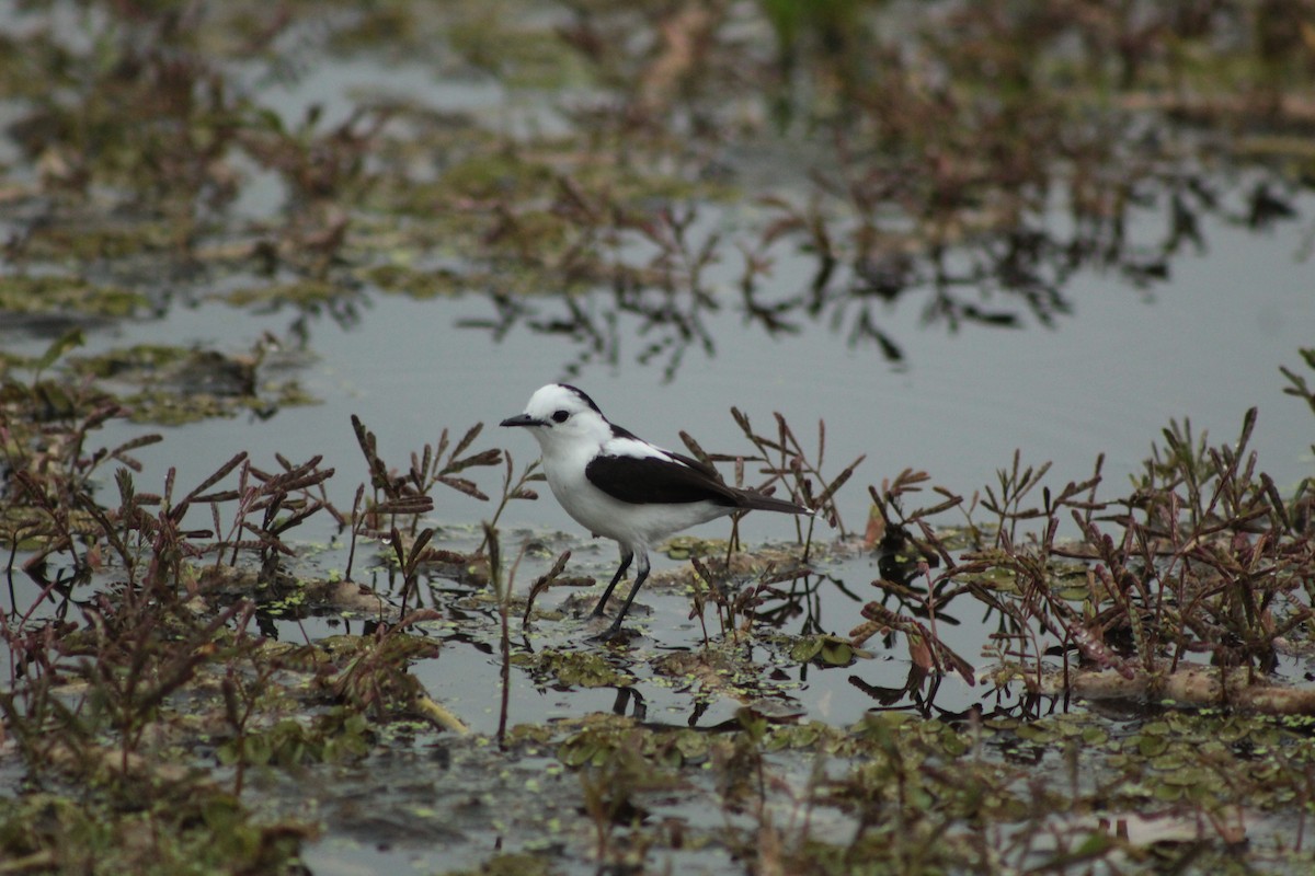 Pied Water-Tyrant - ML639764948