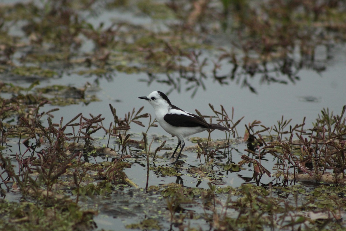 Pied Water-Tyrant - ML639764949