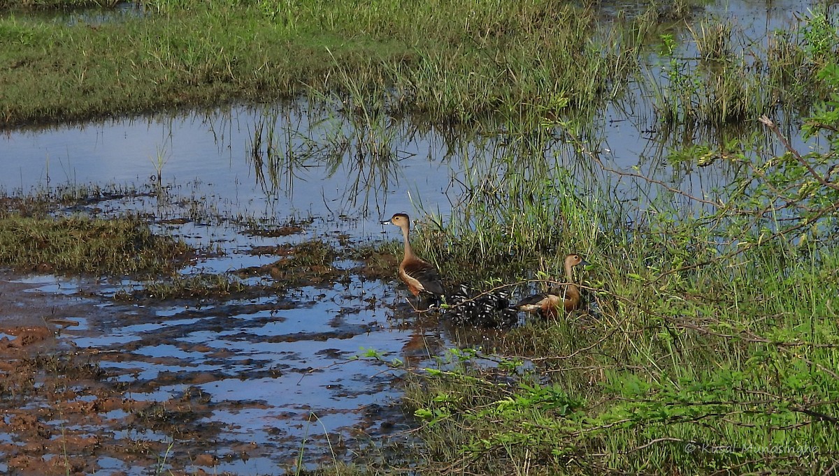 Lesser Whistling-Duck - ML639764961