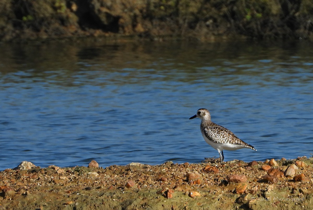 Black-bellied Plover - ML639765008
