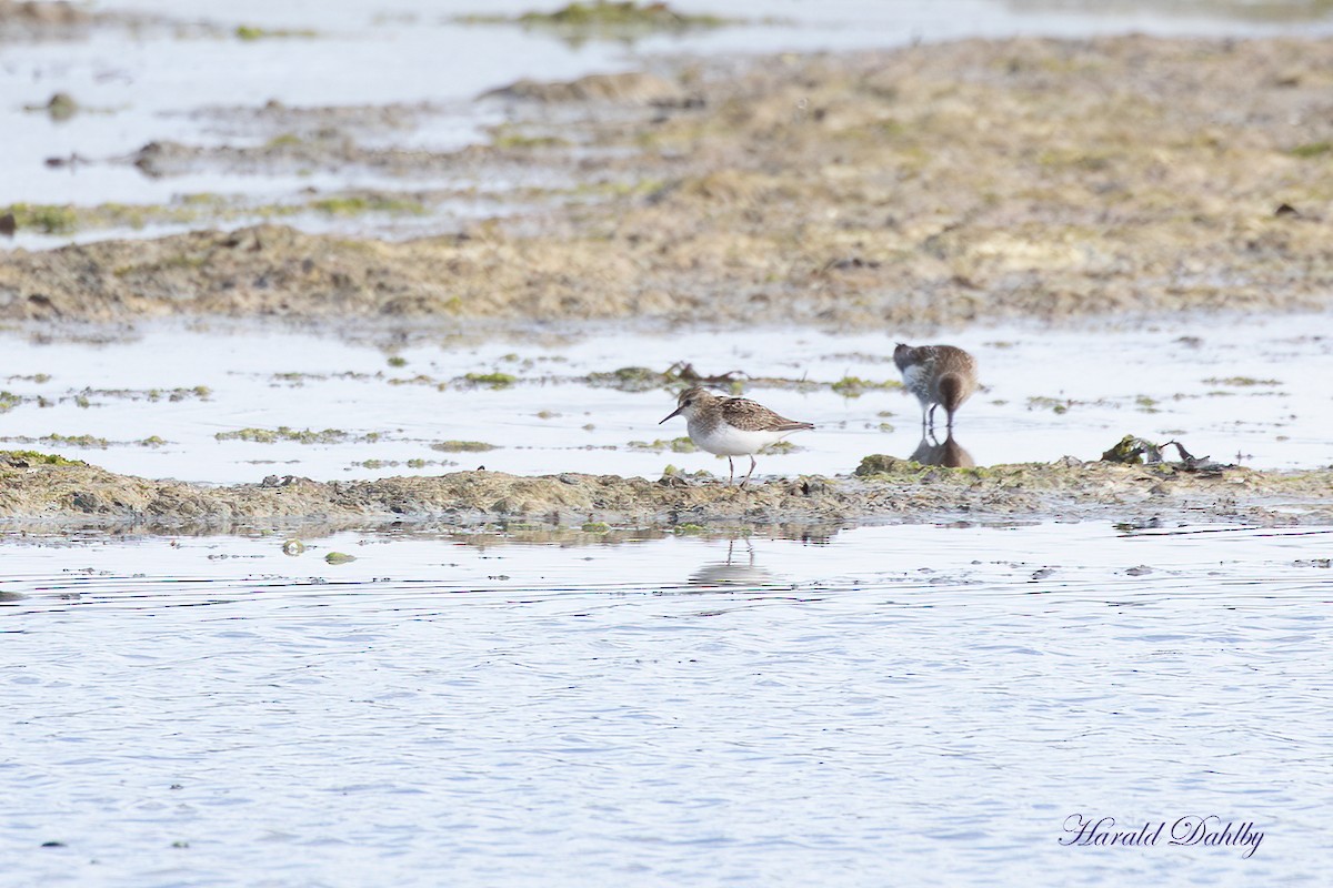Temminck's Stint - ML639765015