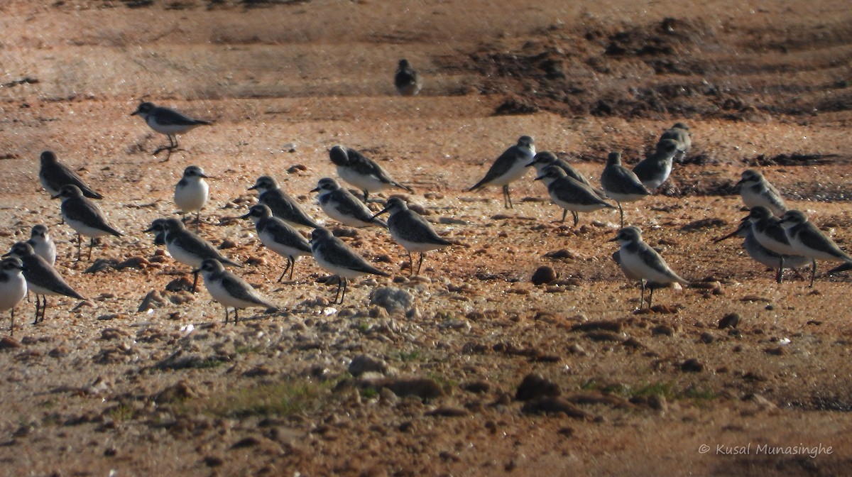 plover sp. - ML639765060