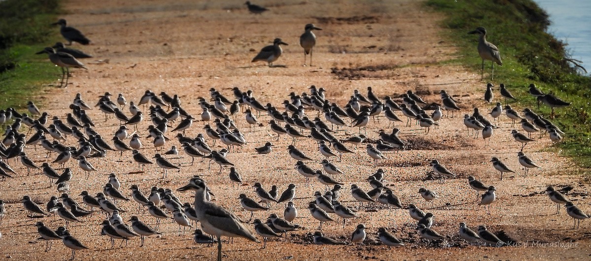 plover sp. - ML639765061