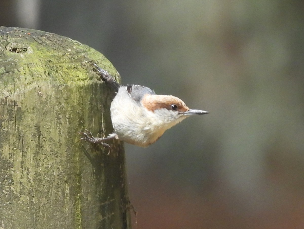 Brown-headed Nuthatch - ML639765084