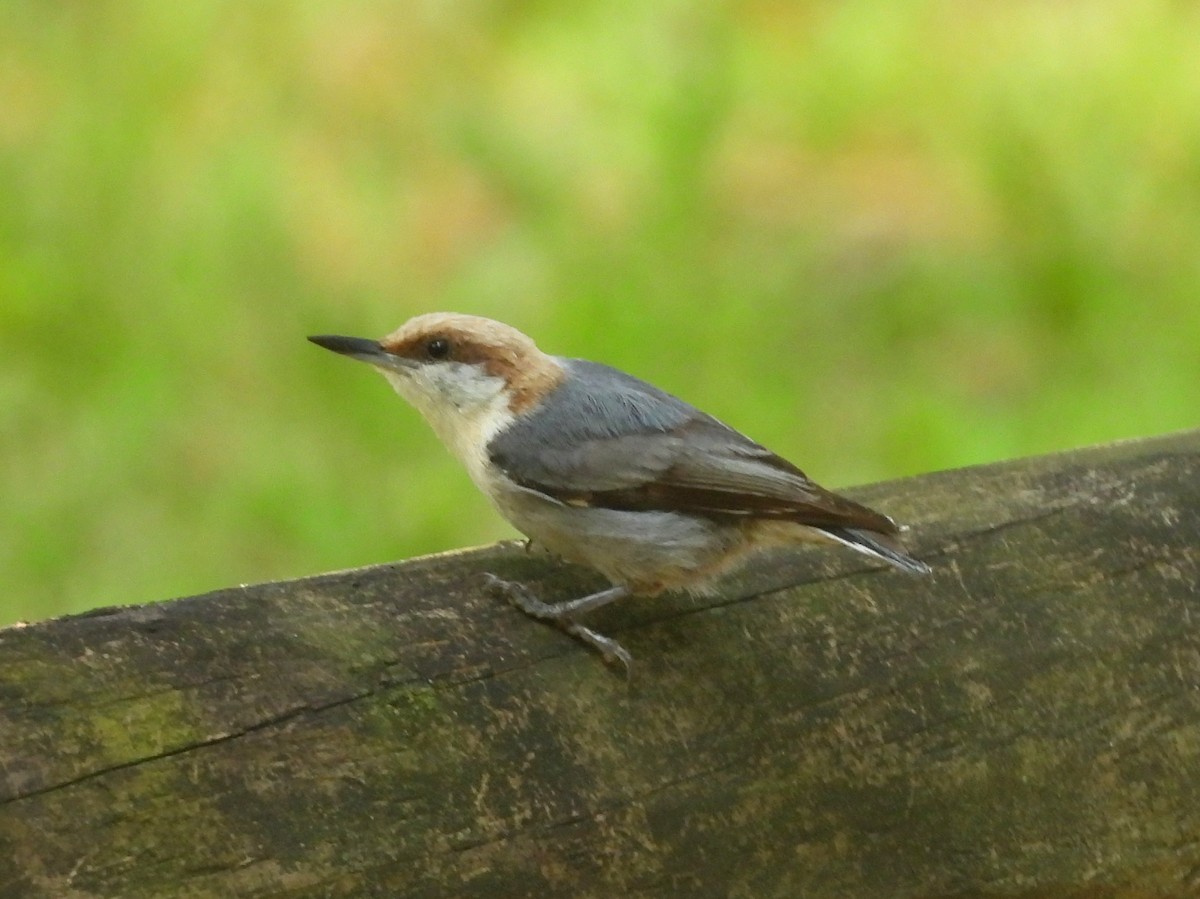 Brown-headed Nuthatch - ML639765085