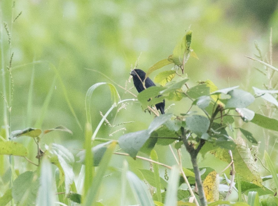 Black-billed Seed-Finch - ML639765097