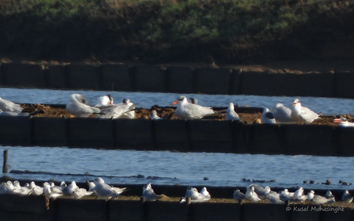 Caspian Tern - ML639765105