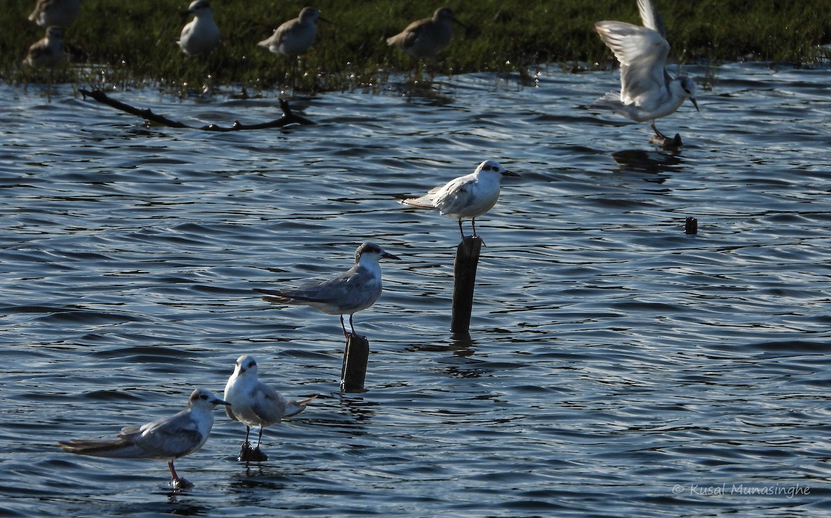 Whiskered Tern - ML639765112