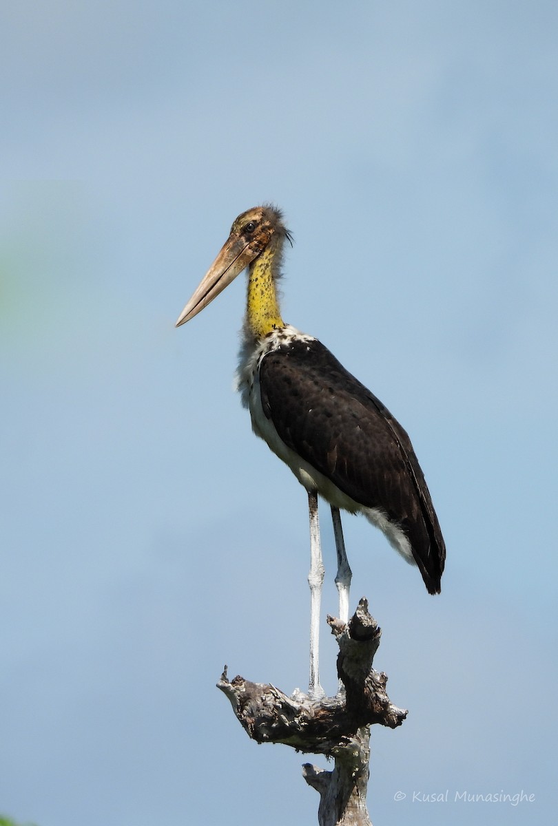 Lesser Adjutant - ML639765137