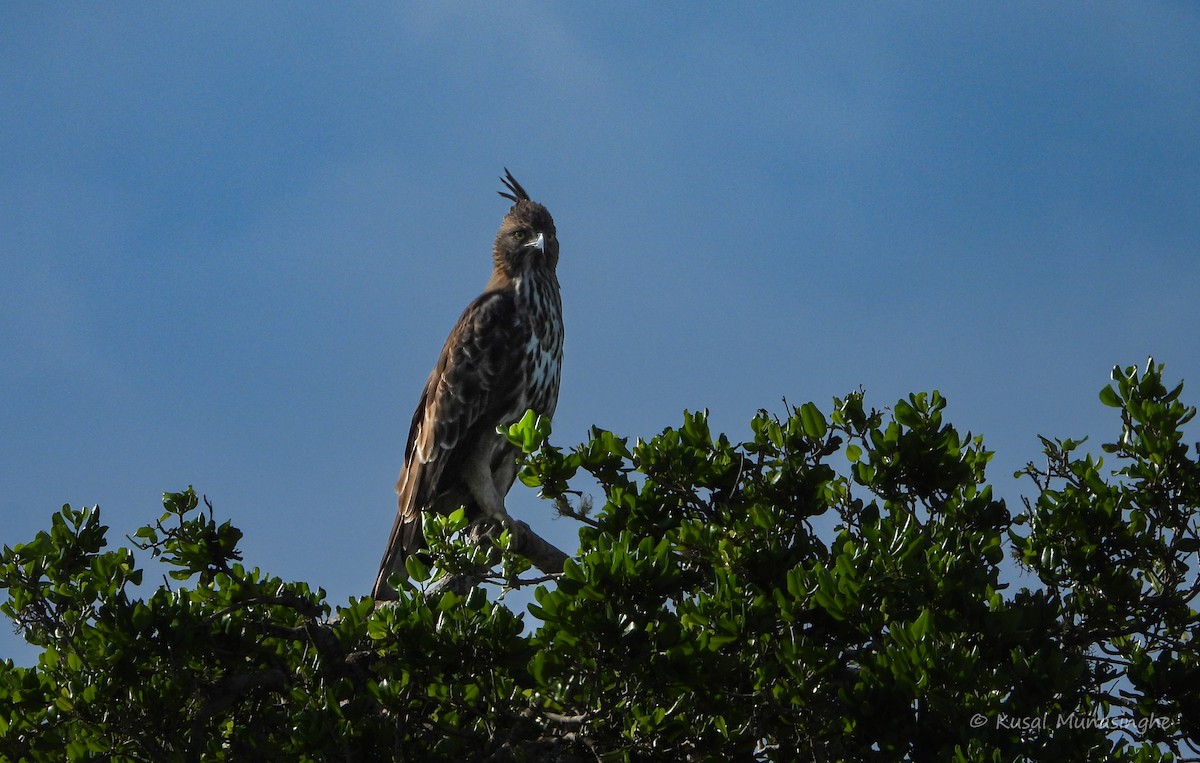 Changeable Hawk-Eagle - ML639765155