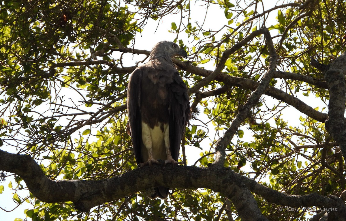 Gray-headed Fish-Eagle - ML639765176
