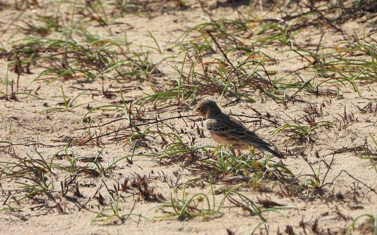 Ashy-crowned Sparrow-Lark - ML639765205