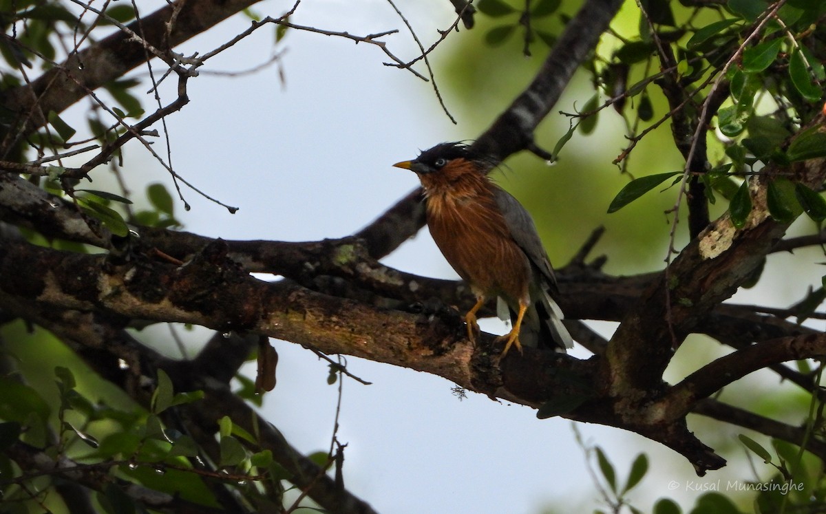 Brahminy Starling - ML639765237