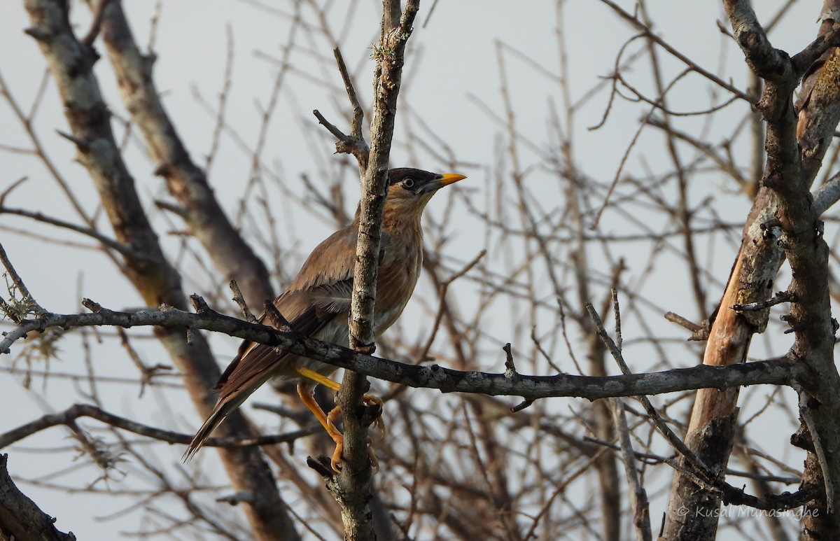 Brahminy Starling - ML639765239
