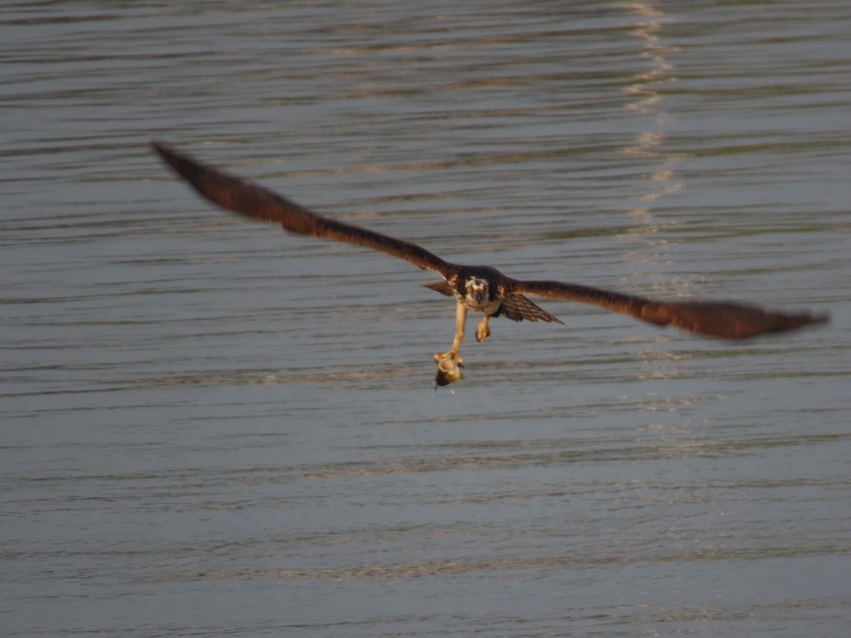 Osprey - ML639765249
