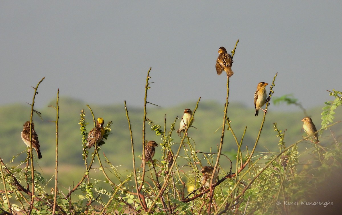 Baya Weaver - ML639765261