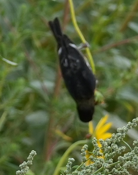 Lesser Goldfinch - ML639765277