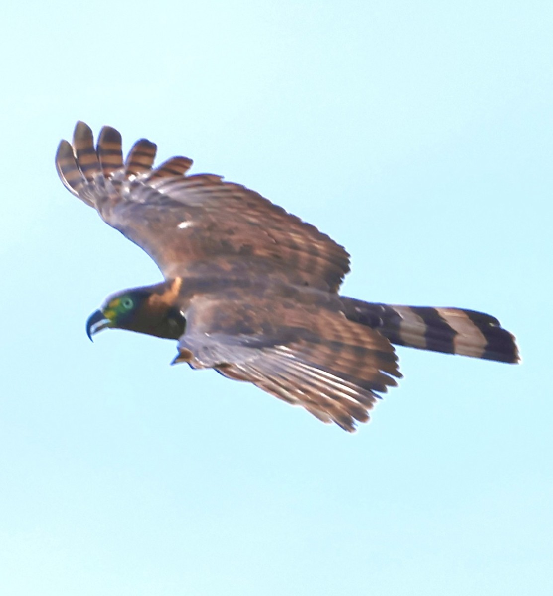 Hook-billed Kite - ML639765317