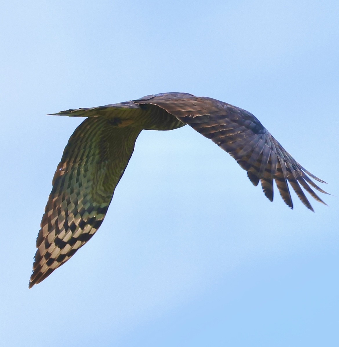 Hook-billed Kite - ML639765319