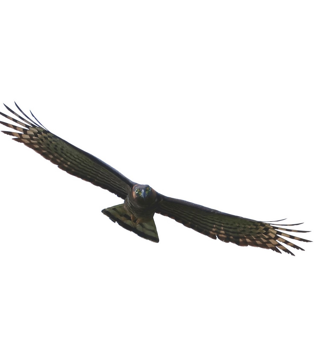Hook-billed Kite - ML639765320