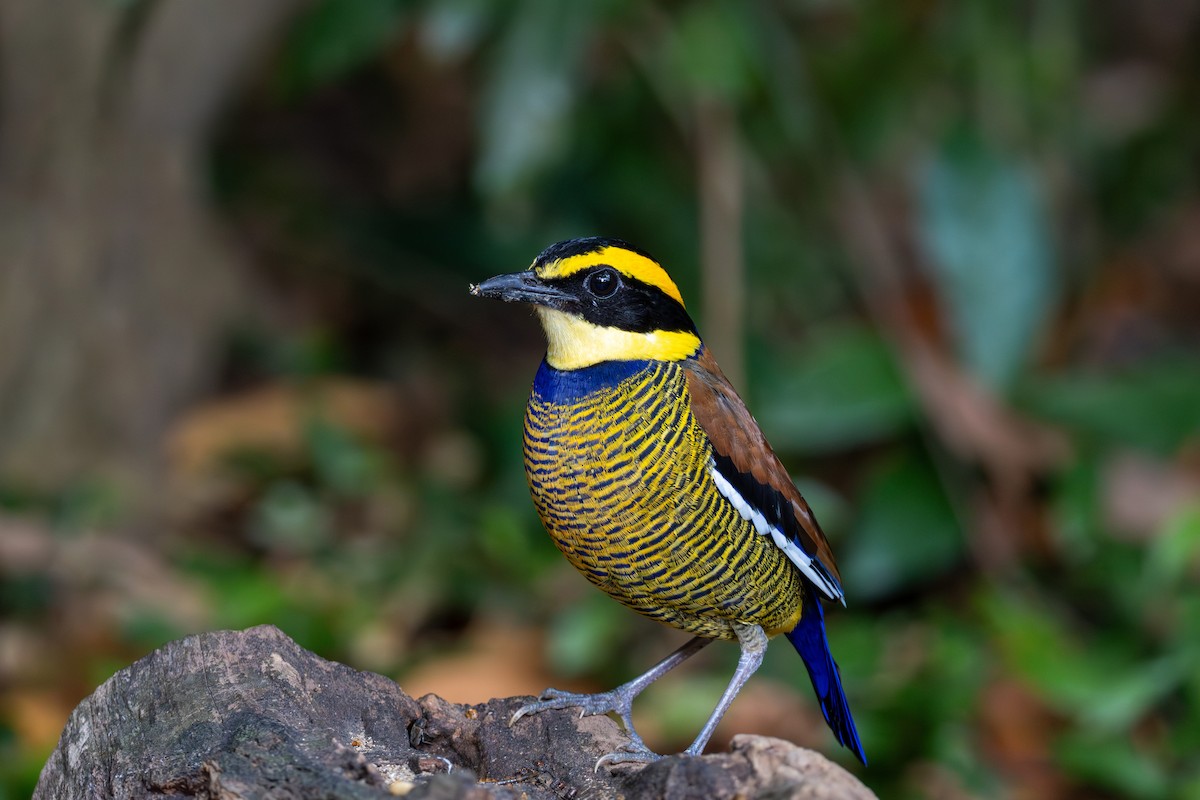 pita páskovaná - ML639765401