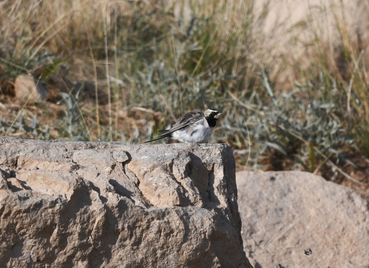 Horned Lark - ML639765417