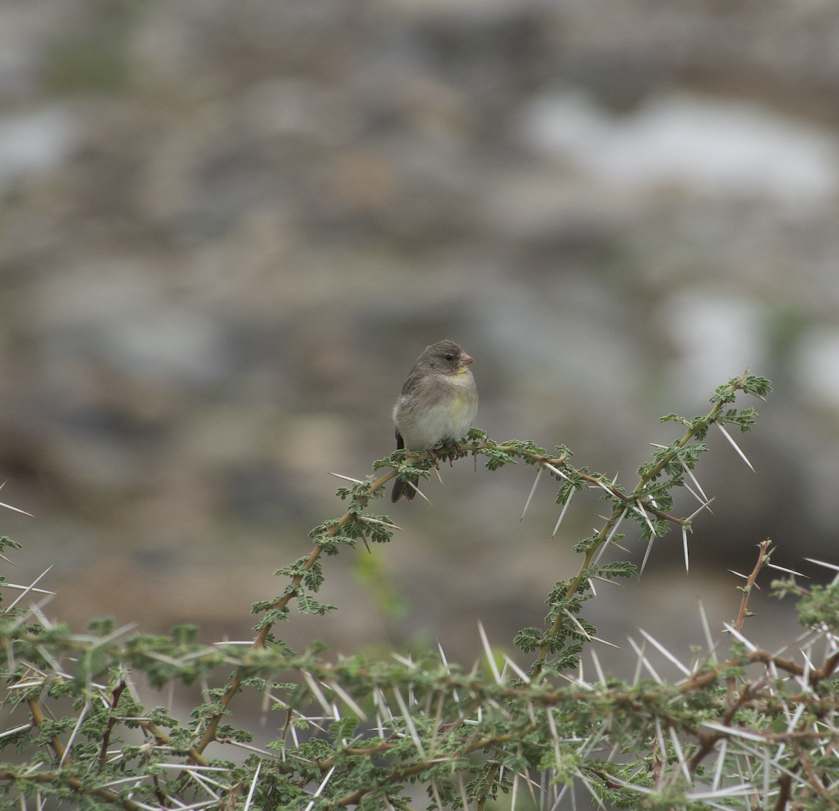 Yellow-throated Serin - ML639765434