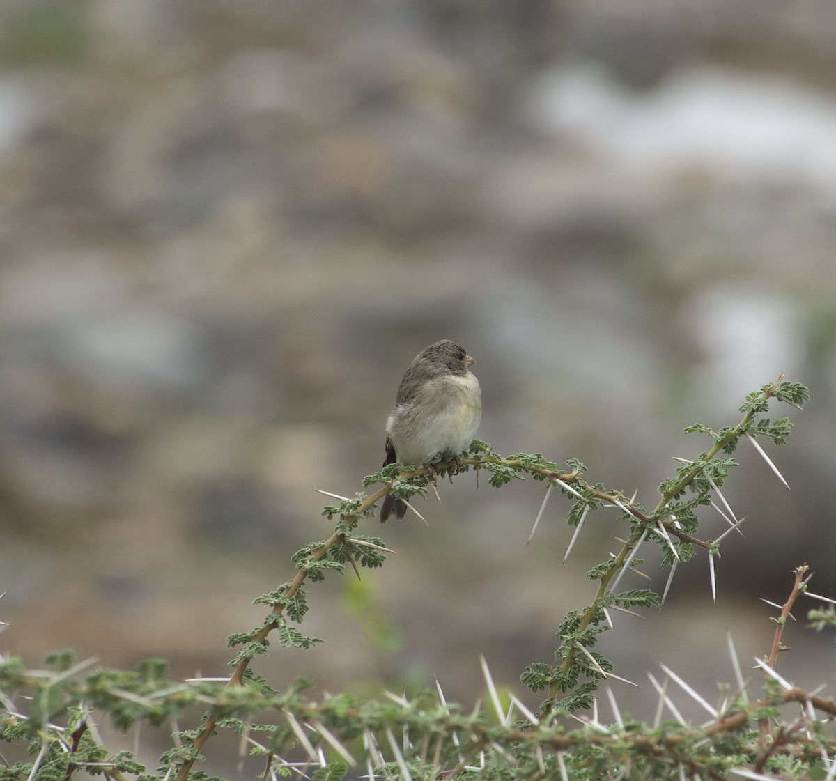 Yellow-throated Serin - ML639765438