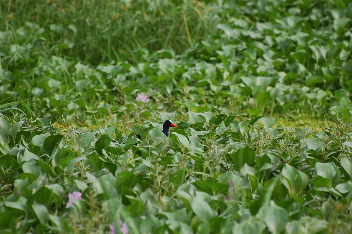 Allen's Gallinule - ML639765467