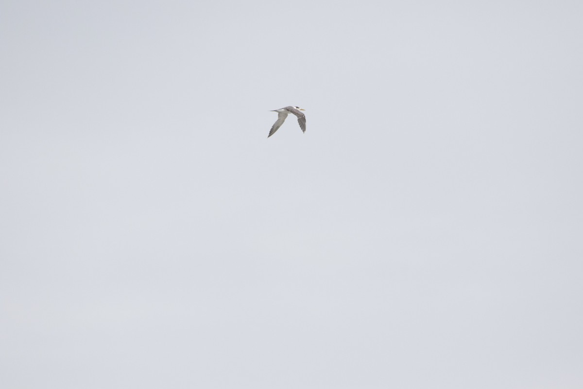 Great Crested Tern - ML639765560