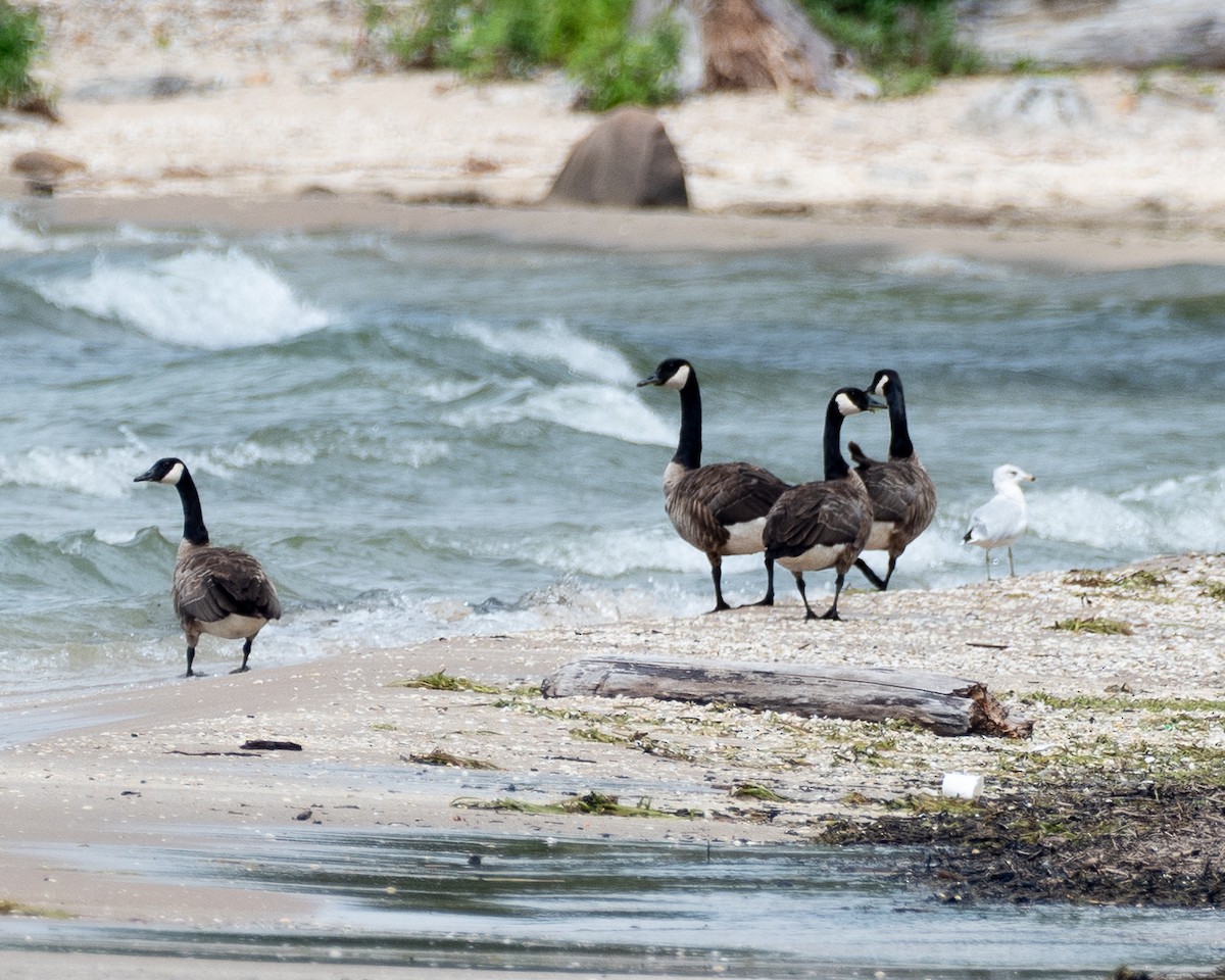 Канад галуу - ML639765566