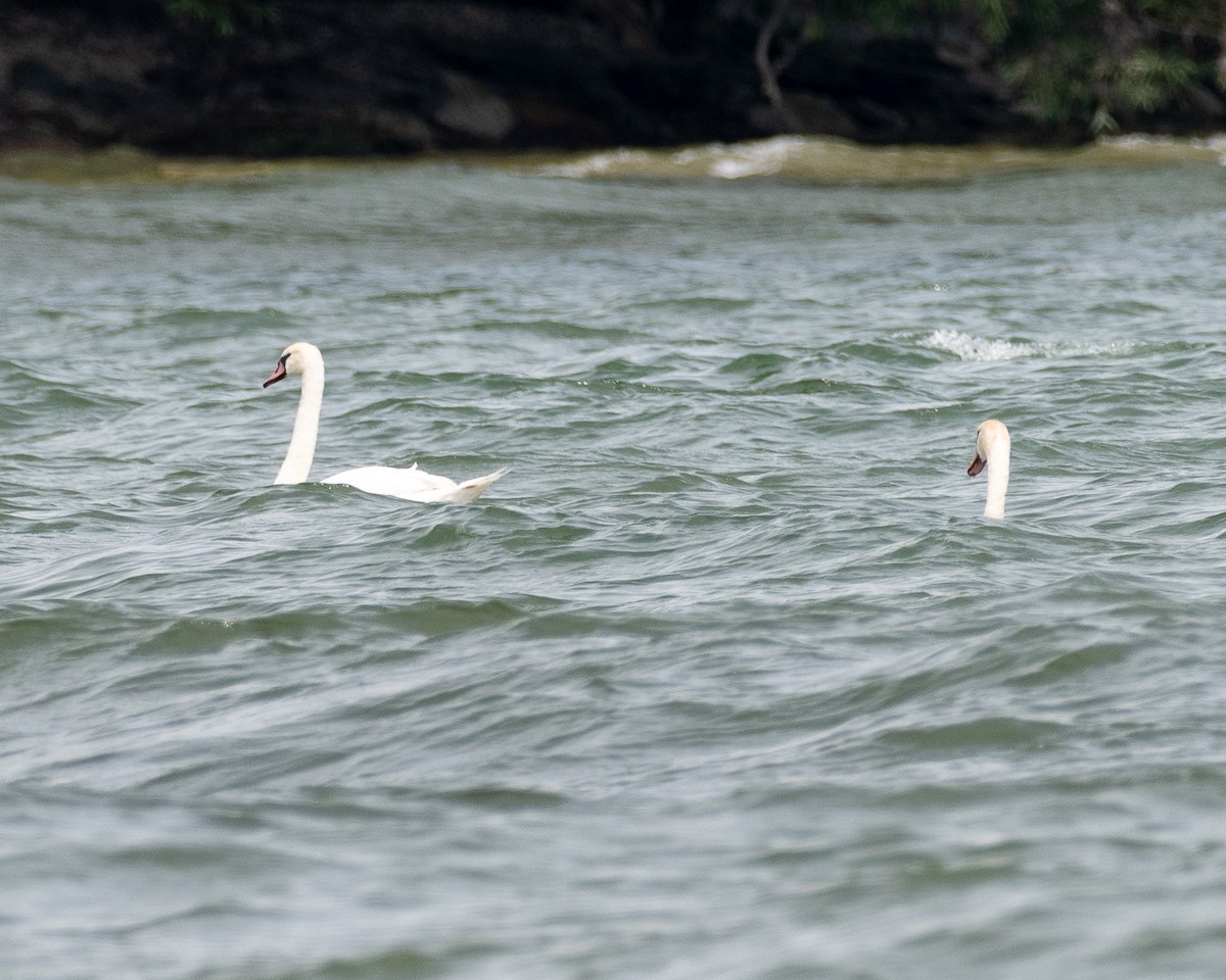 Хуруут хун - ML639765574