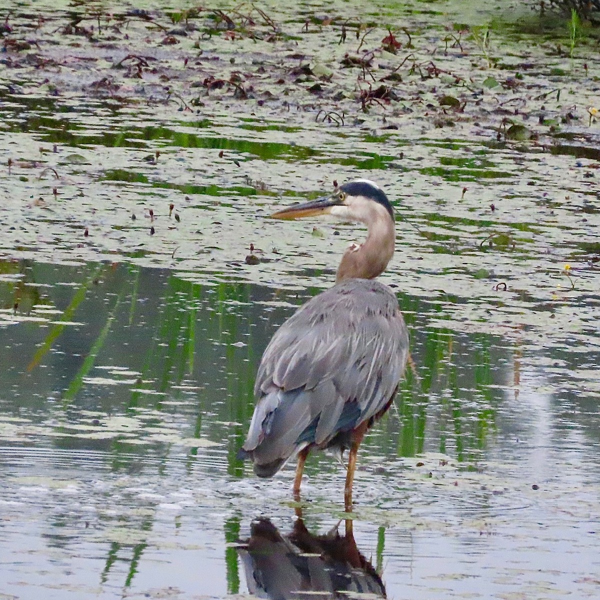 Great Blue Heron - ML639765604
