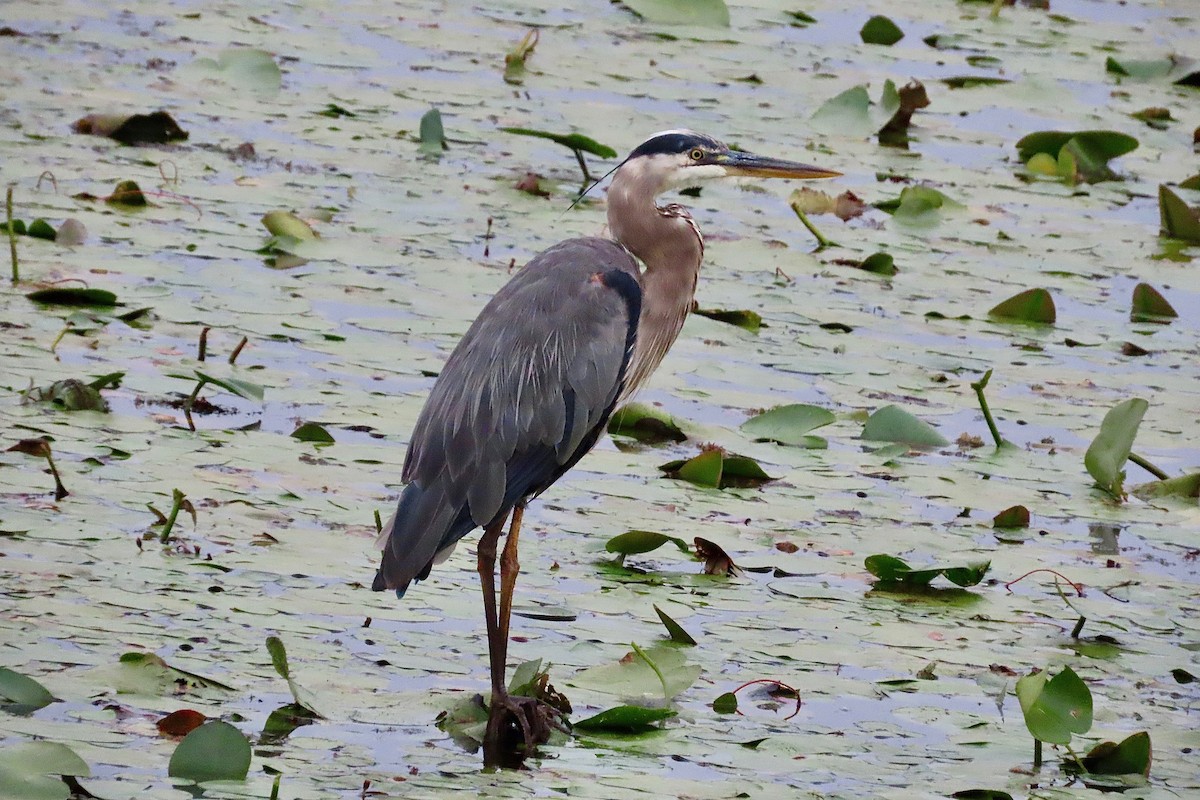 Great Blue Heron - ML639765605
