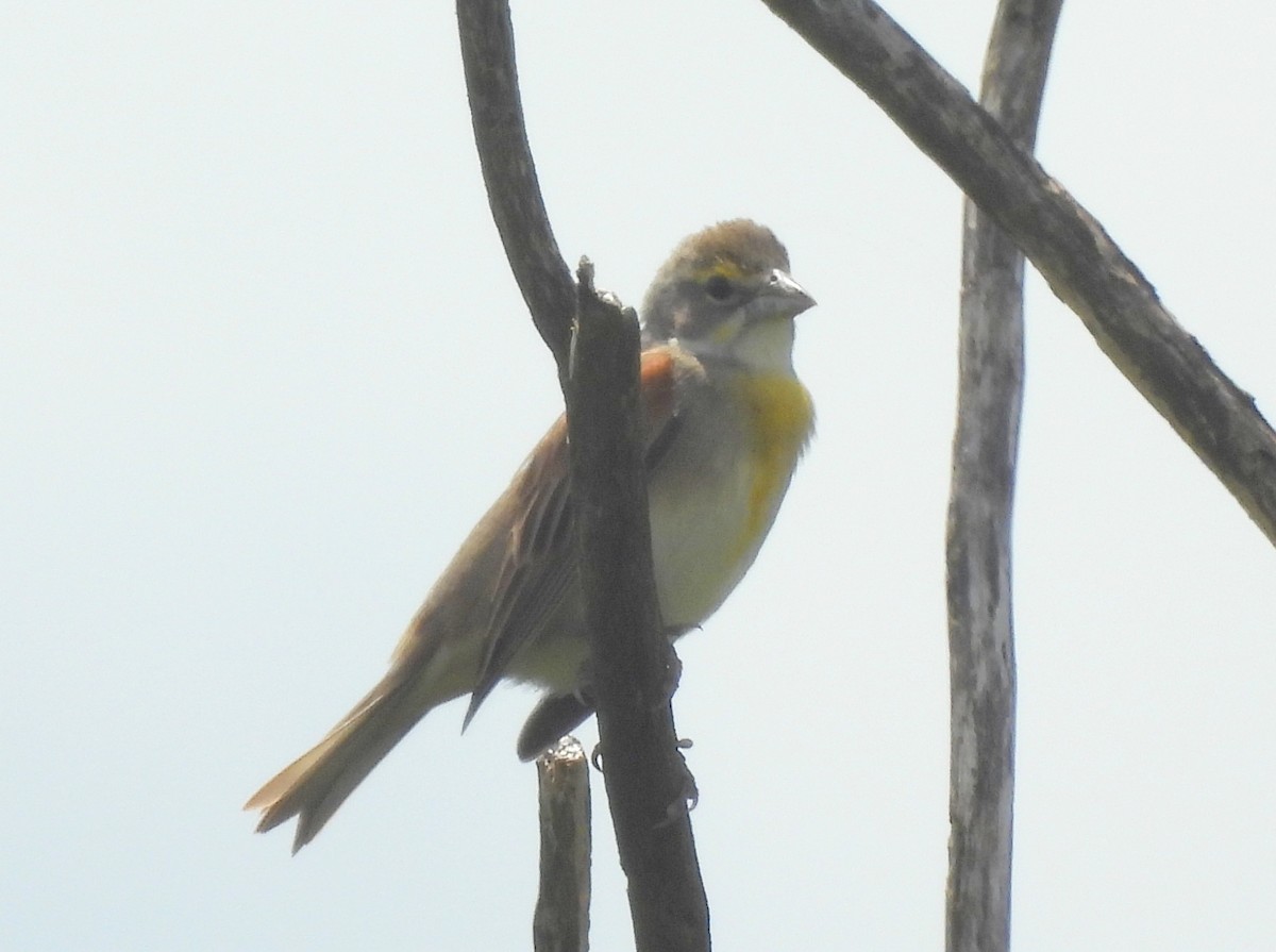 Dickcissel - ML639765718