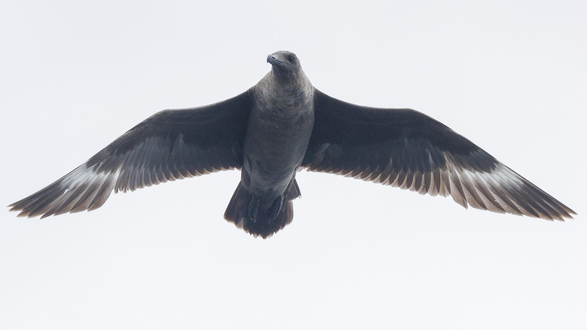South Polar Skua - ML639765727