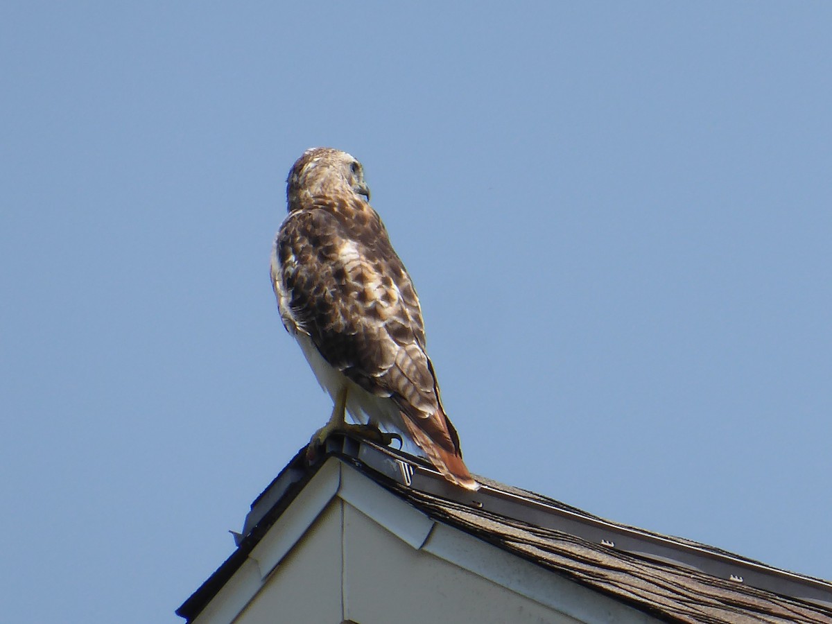Red-tailed Hawk - ML639765741