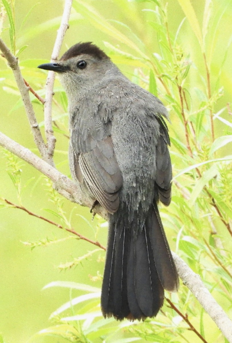Miaulari grisa - ML639765742