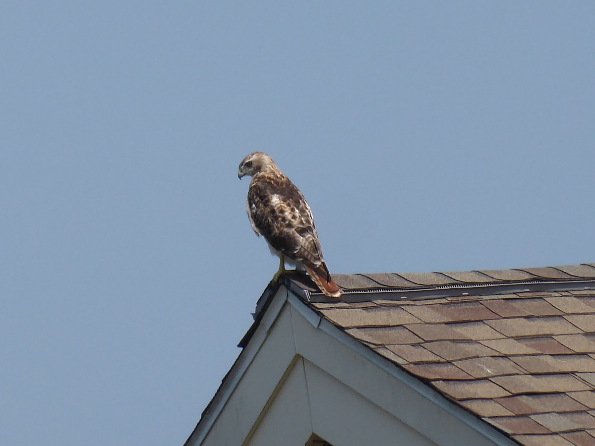 Red-tailed Hawk - ML639765755