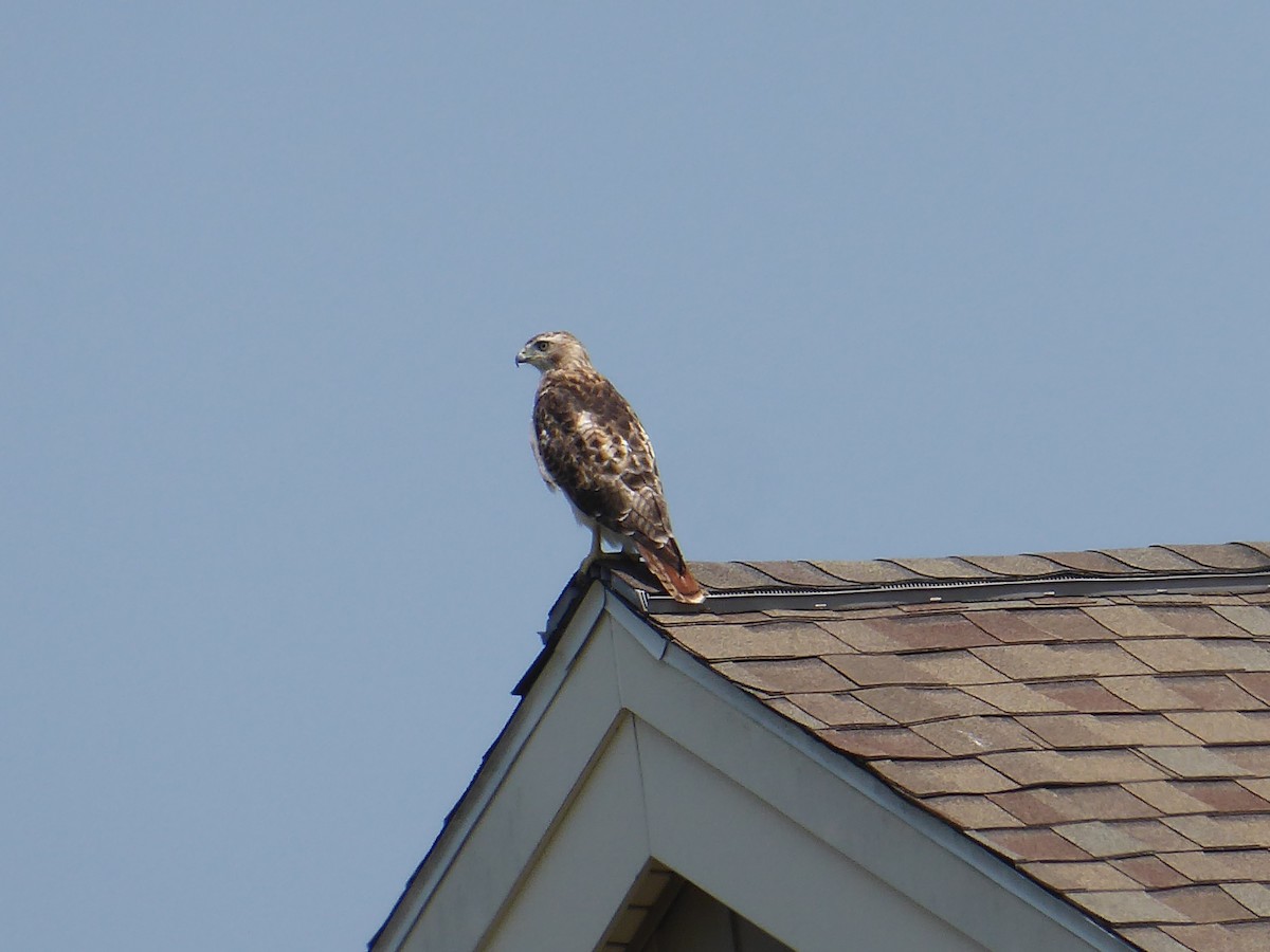 Red-tailed Hawk - ML639765766