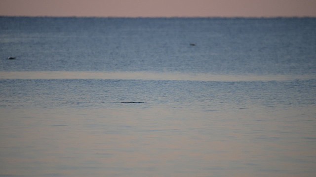Magellanpinguin - ML639765768