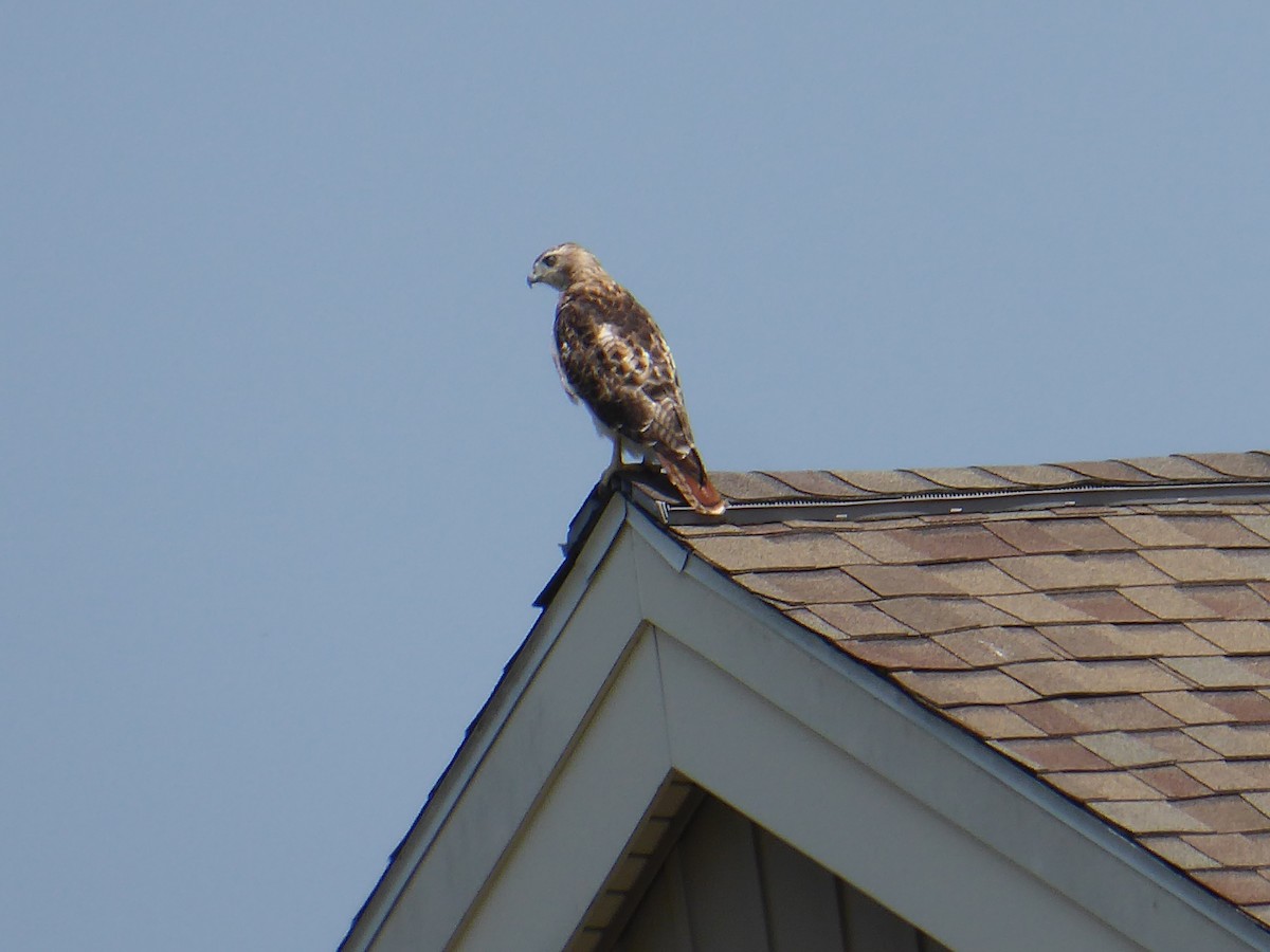 Red-tailed Hawk - ML639765773